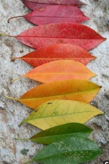 DOS - Zašto lišće mijenja boju