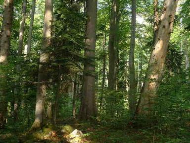 Bukovo-jelove šume (Abieti-Fagetum)