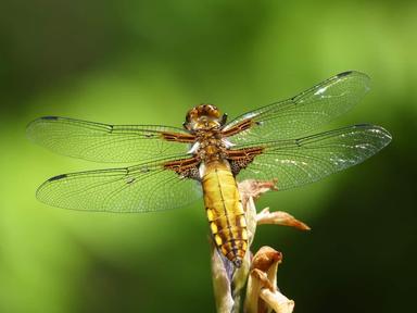 Beskralježnjaci-rad u paru