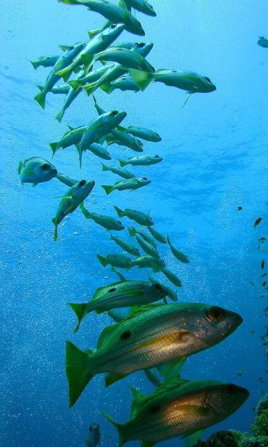 Spoji pojmove: kretanje kralješnjaka