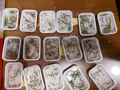 Izrada sapuna od ljekovitog bilja zavičaja - istraživačka nastava