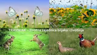 Životna zajednica travnjaka
