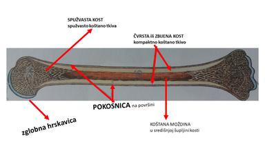 KRETANJE ČOVJEKA - Kosti i veze među kostima