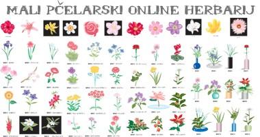 BILJKE ZA HERBARIJ - kontinentalni travnjaci