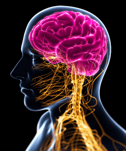 Biologija 8. Kako očuvati funkciju živčanog sustava