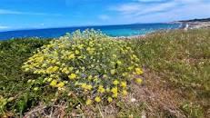 Povijest i korištenje ljekovitog bilja