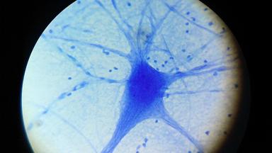 Živčani sustav i osjetila čovjeka - ponavljanje gradiva