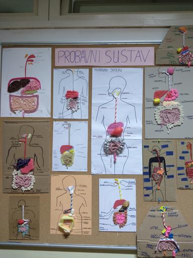 Na koji način izraditi model probavnog sustava?
