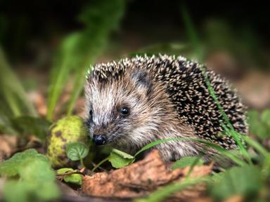 Čije tragove prepoznaješ JEŽ