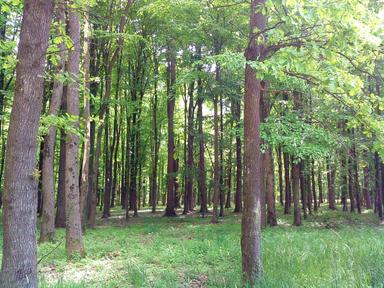 Problemski zadatak: Iskorištavanje šuma u spačvanskom bazenu