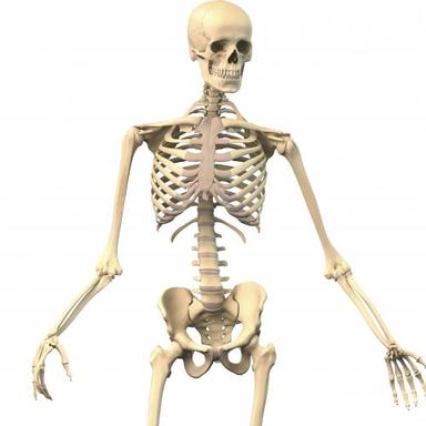 Čudesno ljudsko tijelo - sustav organa za kretanje