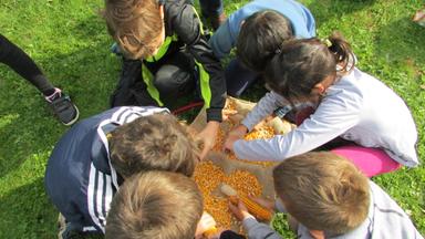 DANI ZAHVALNOSTI ZA PLODOVE ZEMLJE - KUKURUZ