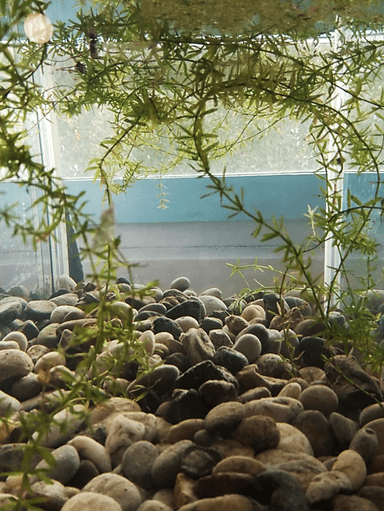 Utjecaj globalnog zatopljenja na vodeni i kopneni ekosustav