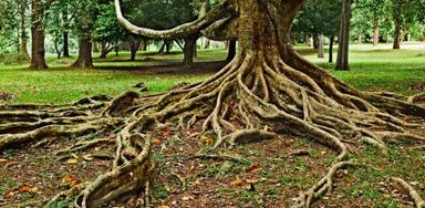 Drugi i treći korijen