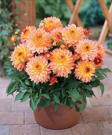 Sadnja dalije u cvjetni lonac