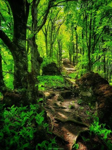 PADAJU LI U NAŠICAMA KISELE KIŠE?