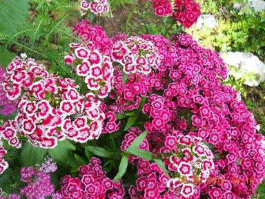 Križaljka - dvogodišnje cvijeće