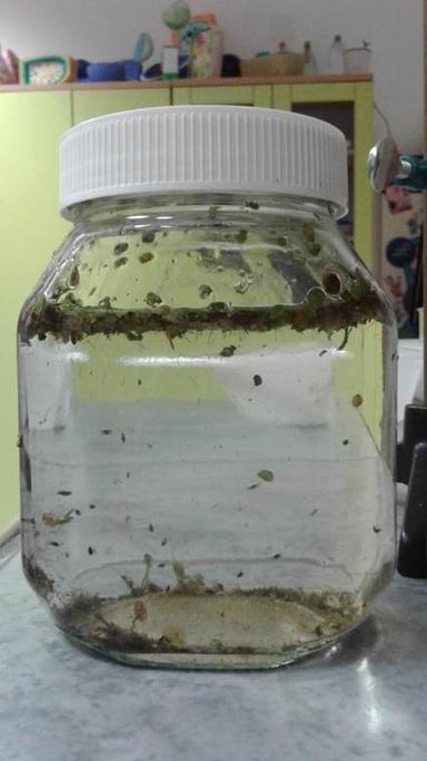 Projektna nastava - voda (međupredmetni projekt) 