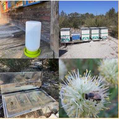 Pčelarstvo za učenike i pčelare