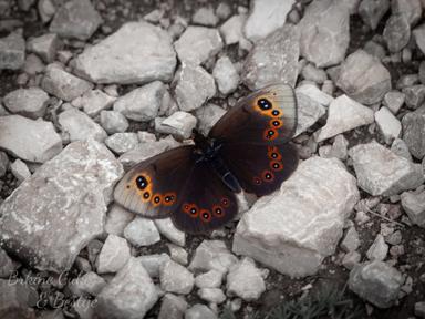 Člankonošci osvajaju kopno