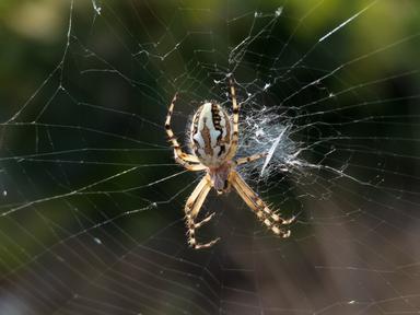 Populacijska genetika
