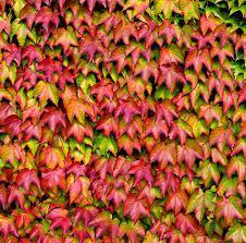 OGLEDNA PRIPREMA ZA NASTAVNI SAT PETOLISNA LOZICA