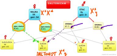NASLJEĐIVANJE - daltonizam