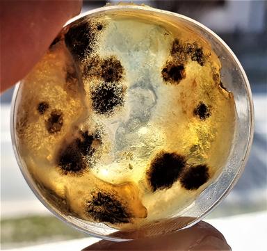 Istraživački rad - Koje je sredstvo najdjelotvornije u borbi protiv raznih mikroorganizama?