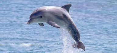 Život u moru_morske životinje