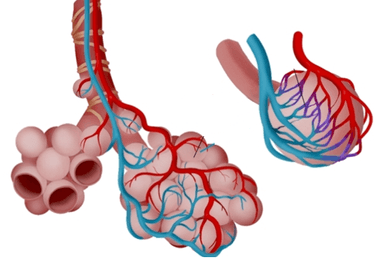 DOS -  Matematika u plućima