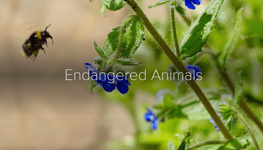 Endangered Animals