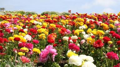 Priprema za nastavni sat iz hrvatskog jezika za 2.razred