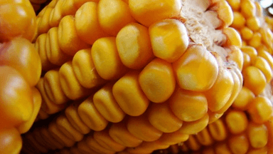 Scenarij poučavanja - JA SAM HETEROZIGOTAN