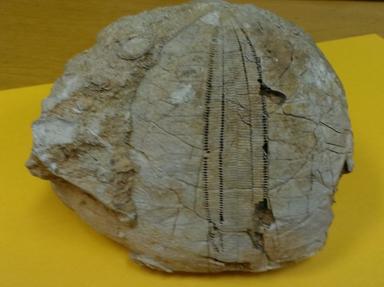 Mala školska zbirka okamina