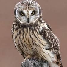 Osnovni podaci o sovi