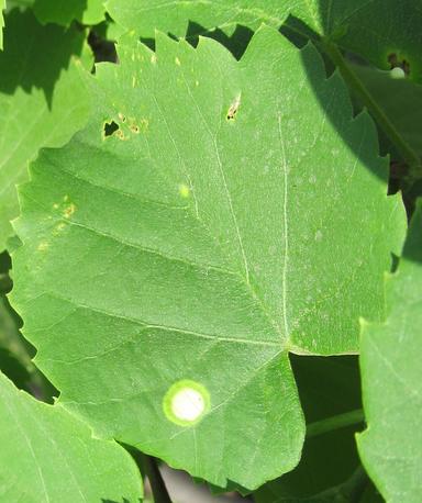 Štete od virusa i bakterija u šumarstvu