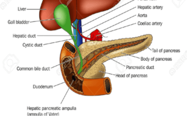 Anatomija probavnog sustava