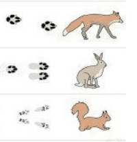 Upoznajmo tragove koje životinje ostavljaju u prirodi