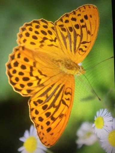 SCENARIJ POUČAVANJA: USPAVANE LJEPOTICE