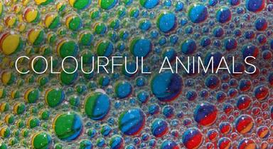 Colourful Animals 