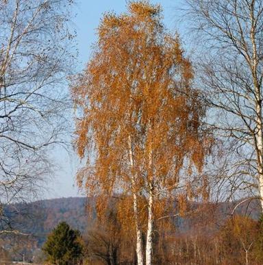 Obična breza - Betula pendula