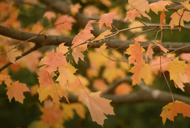 Lišće - videonajava