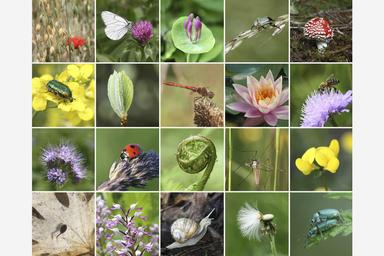 Međunarodni dan biološke raznolikosti