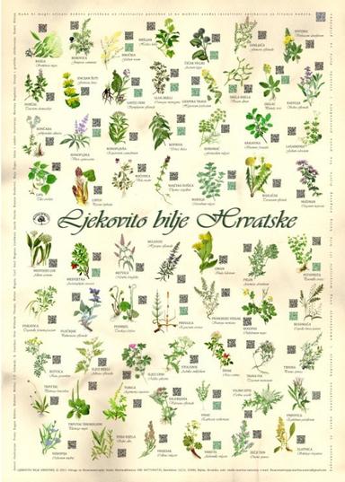 Projektni dan-Zdravi i veseli bili