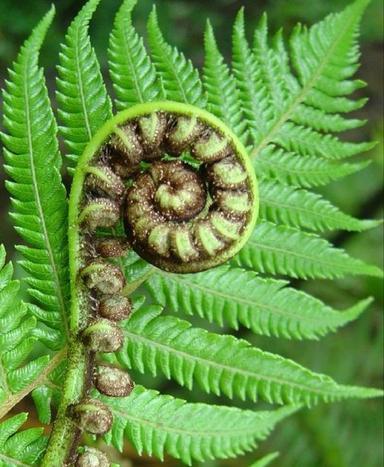 Razmnožavanje paprati 