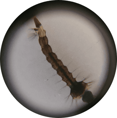 Korištenje mobitela za pametne telefone u obrazovanju