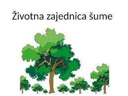 Obrada nastavne jedinice iz prirode i društva "Životna zajednica šume"