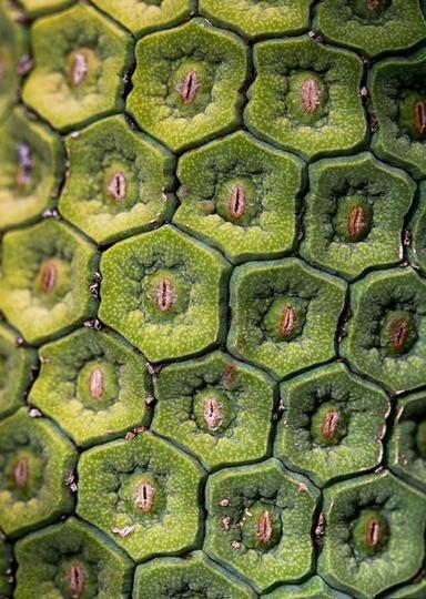 Imaju li sve biljke jednak broj puči ?