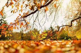 Jesen (kviz) ponavljanje